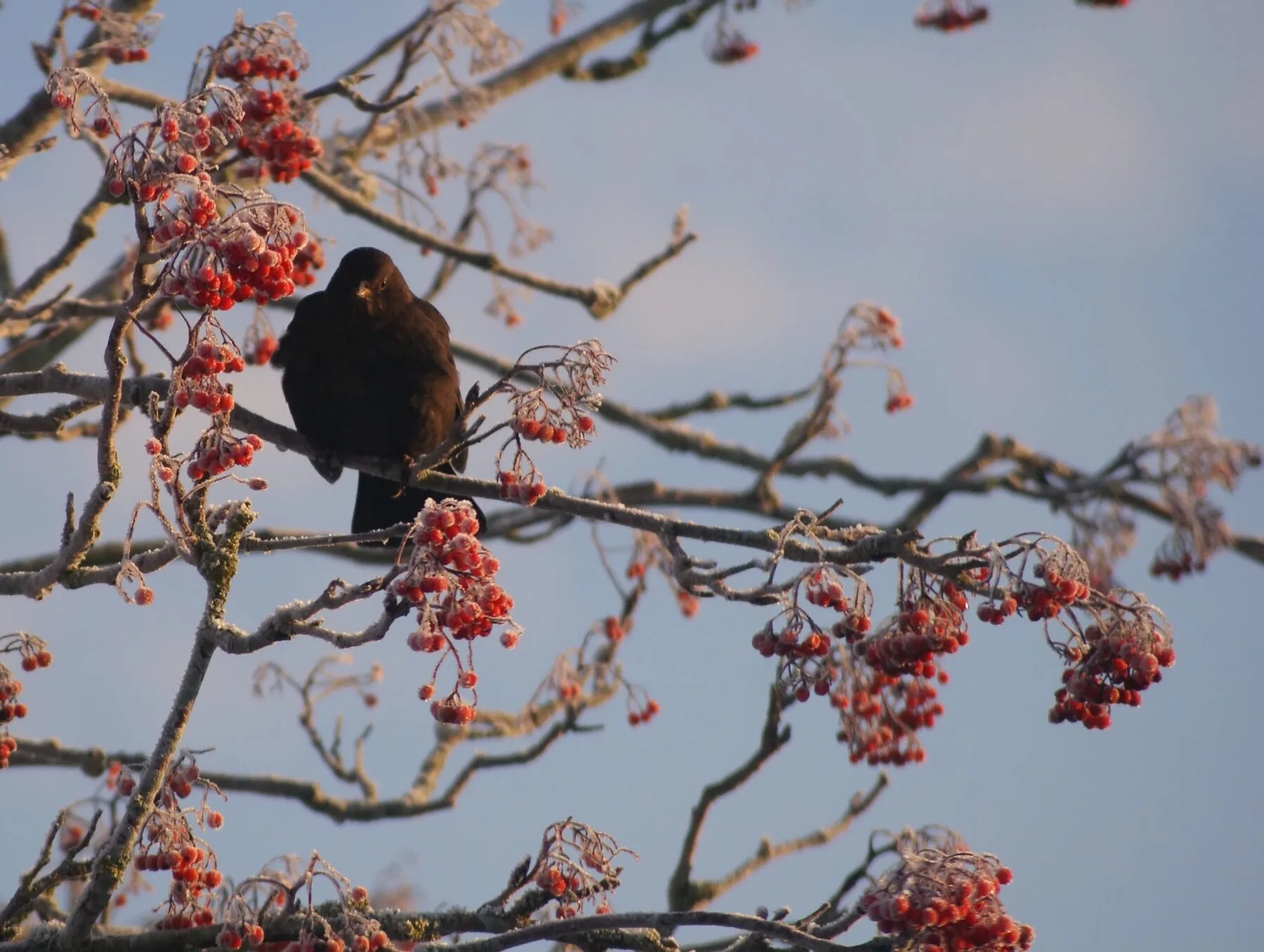 Blackbird among red berries in winter