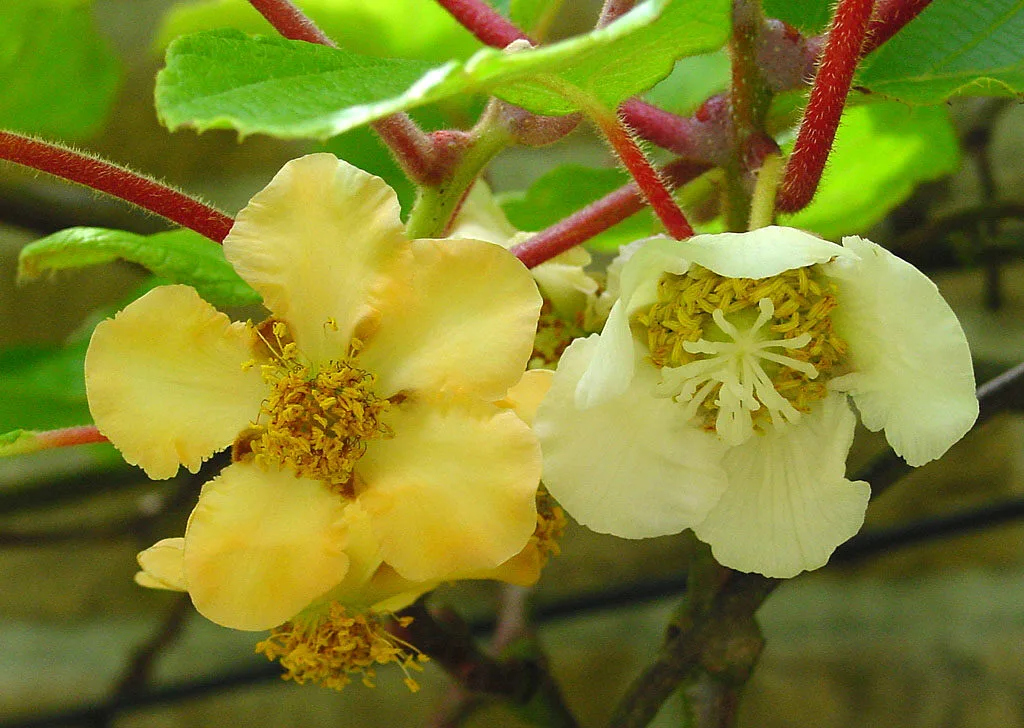 Cremeweiße Kiwiblüten an der Rebe