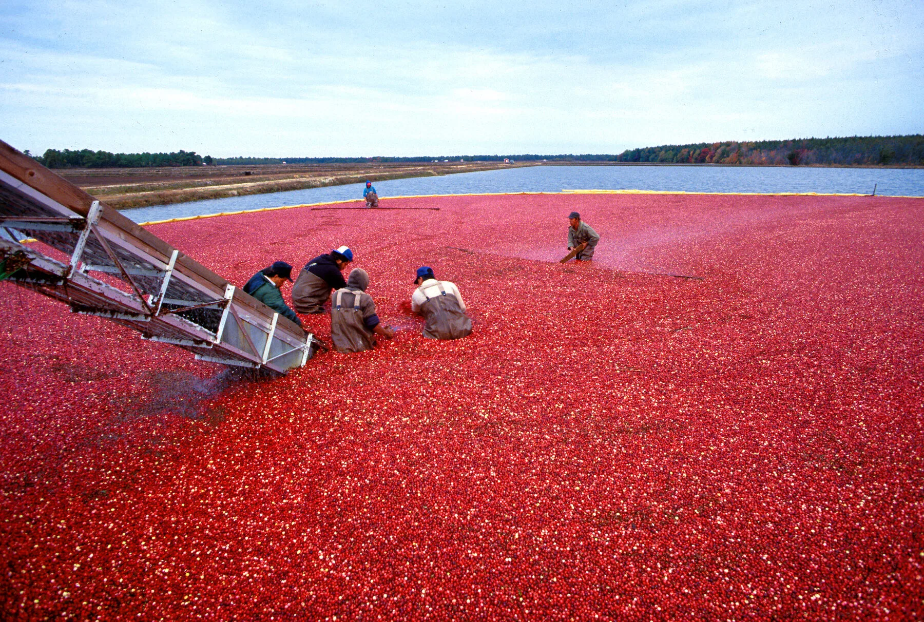 Nassernte reifer Cranberrys in einem gefluteten Moorbeet