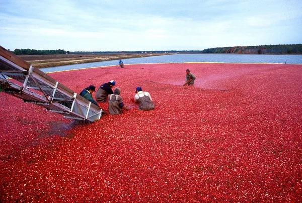 Nassernte reifer Cranberrys in einem gefluteten Moorbeet