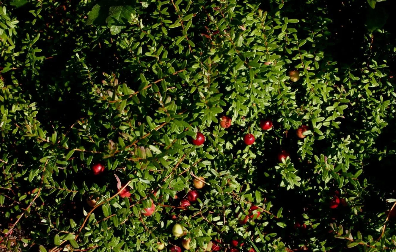 Creeping cranberry groundcover with red berries