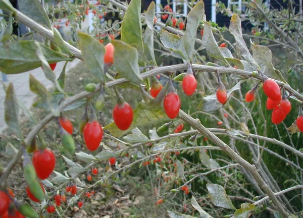 Rote Goji-Beeren am überhängenden Zweig