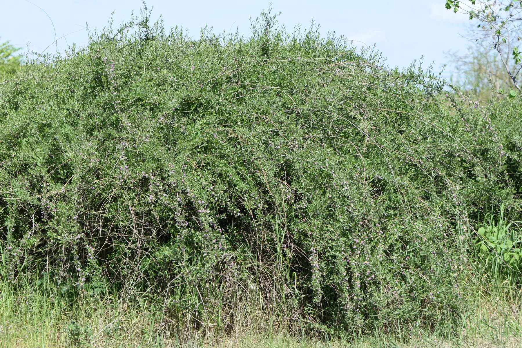 Großer, wuchernder Goji-Strauch
