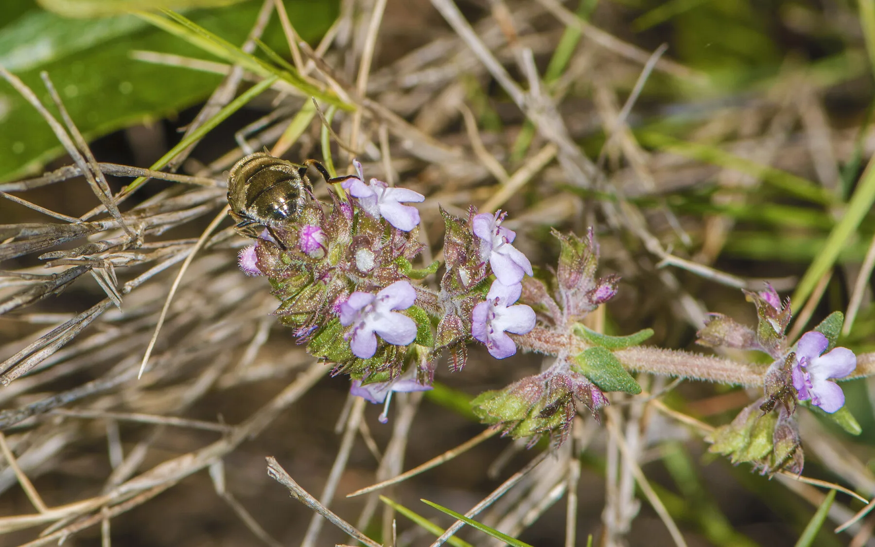 Eine metallisch glänzende Schwebfliege sitzt auf einer rosa Thymianblüte