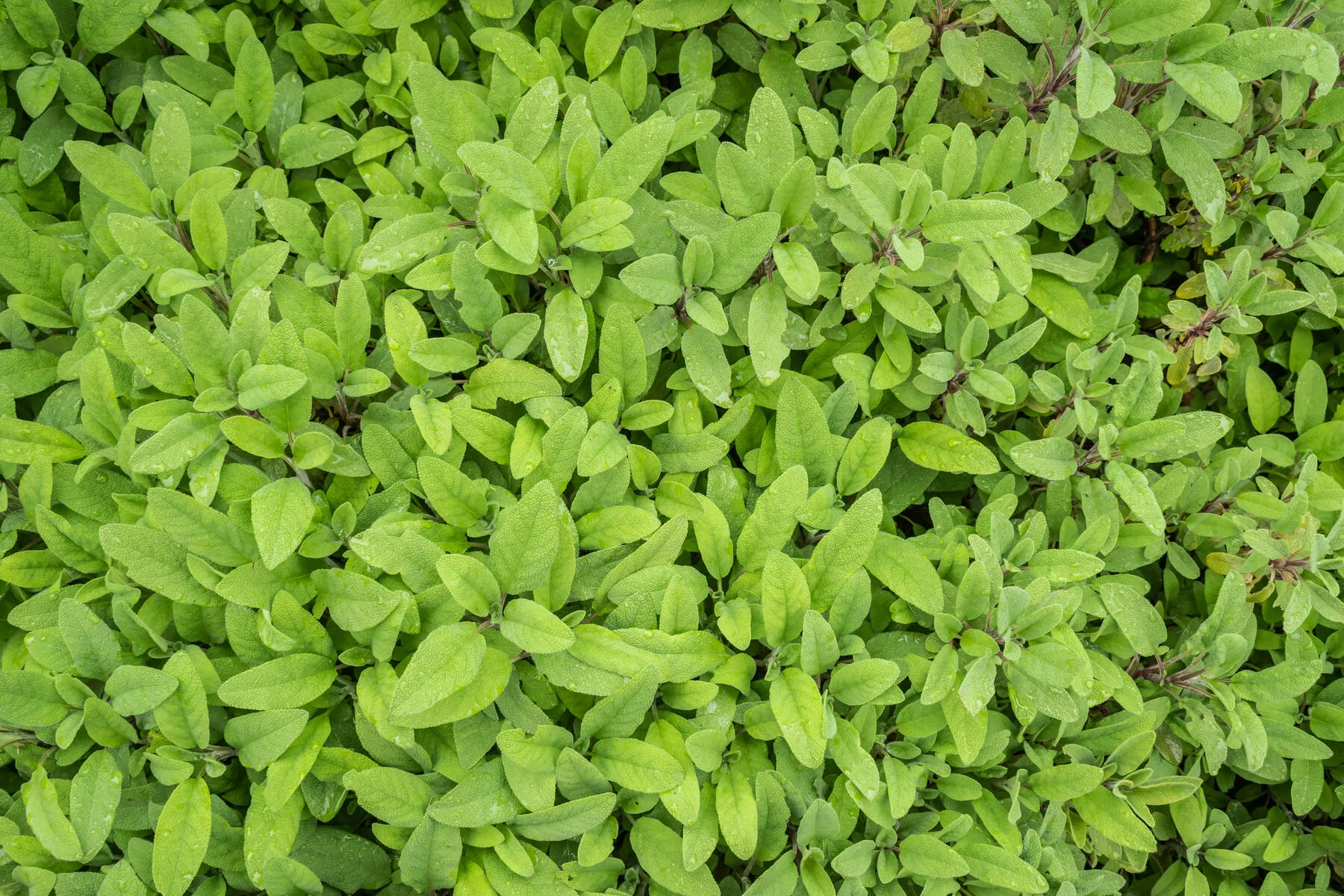 Buschiger Echter Salbei mit graugrünen, samtigen Blättern in einem Beet
