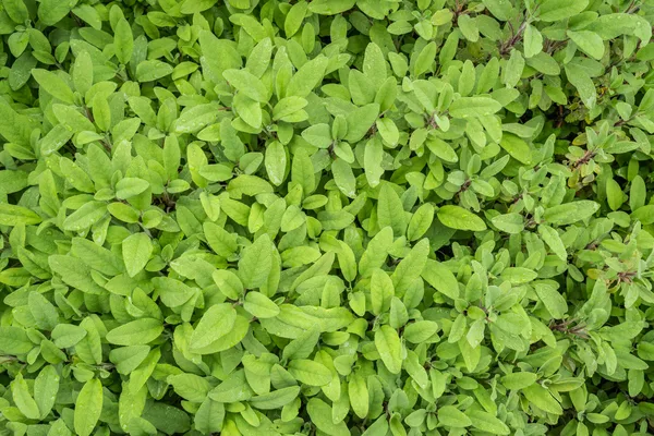 Buschiger Echter Salbei mit graugrünen, samtigen Blättern in einem Beet