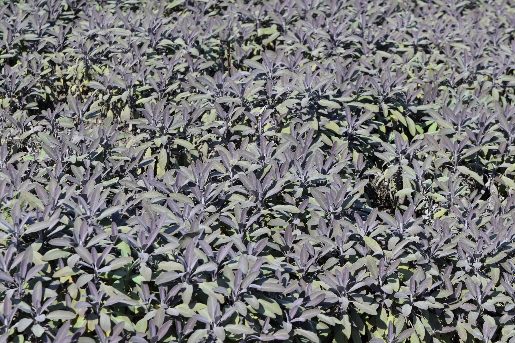 Rotlaubiger Purpursalbei mit violett überlaufenen jungen Blättern