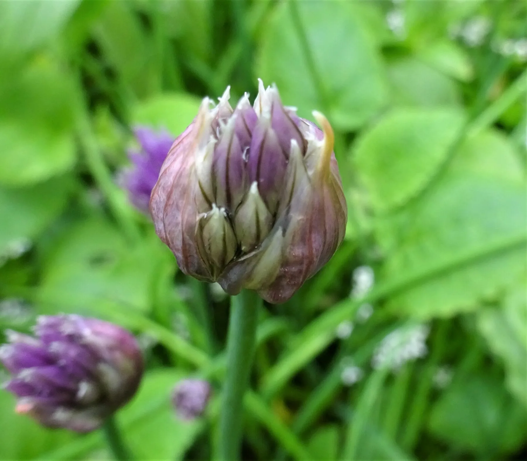 Sich öffnende rosaviolette Schnittlauchblüten aus der Nähe