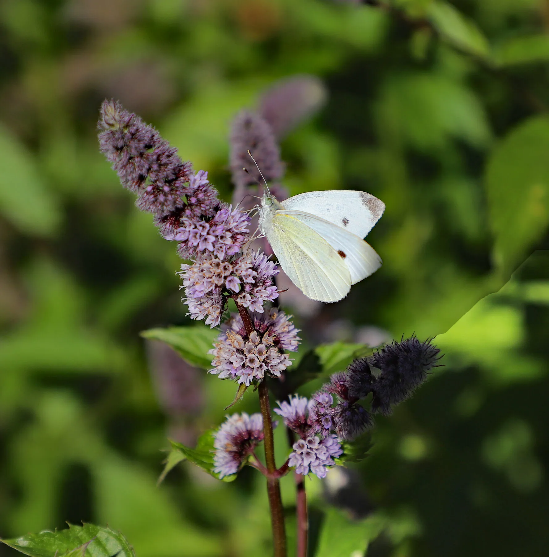 Weißling-Schmetterling sitzt auf einer hellvioletten Minzblüte