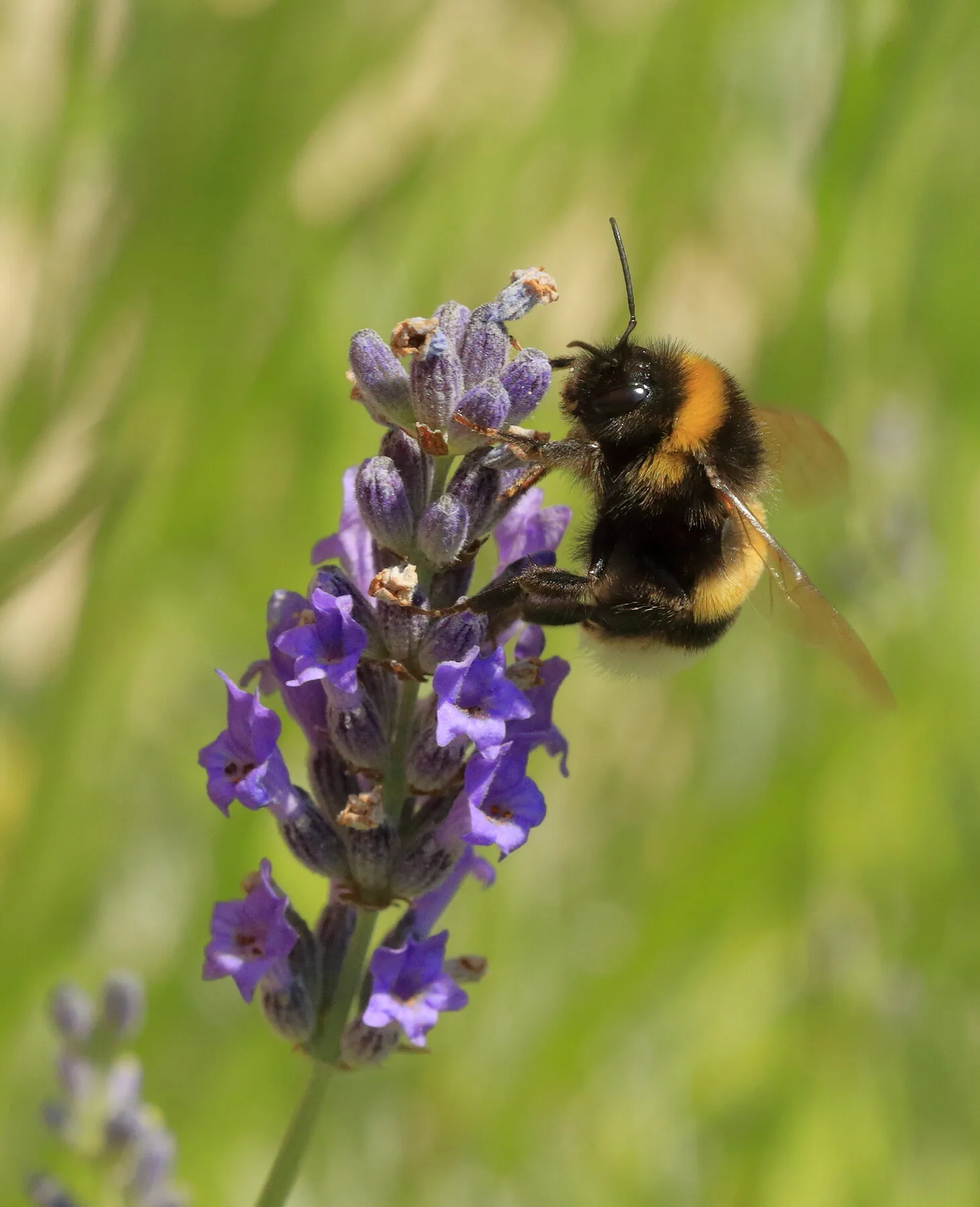 Hummel sitzt auf einer violetten Lavendelblüte und sammelt Nektar