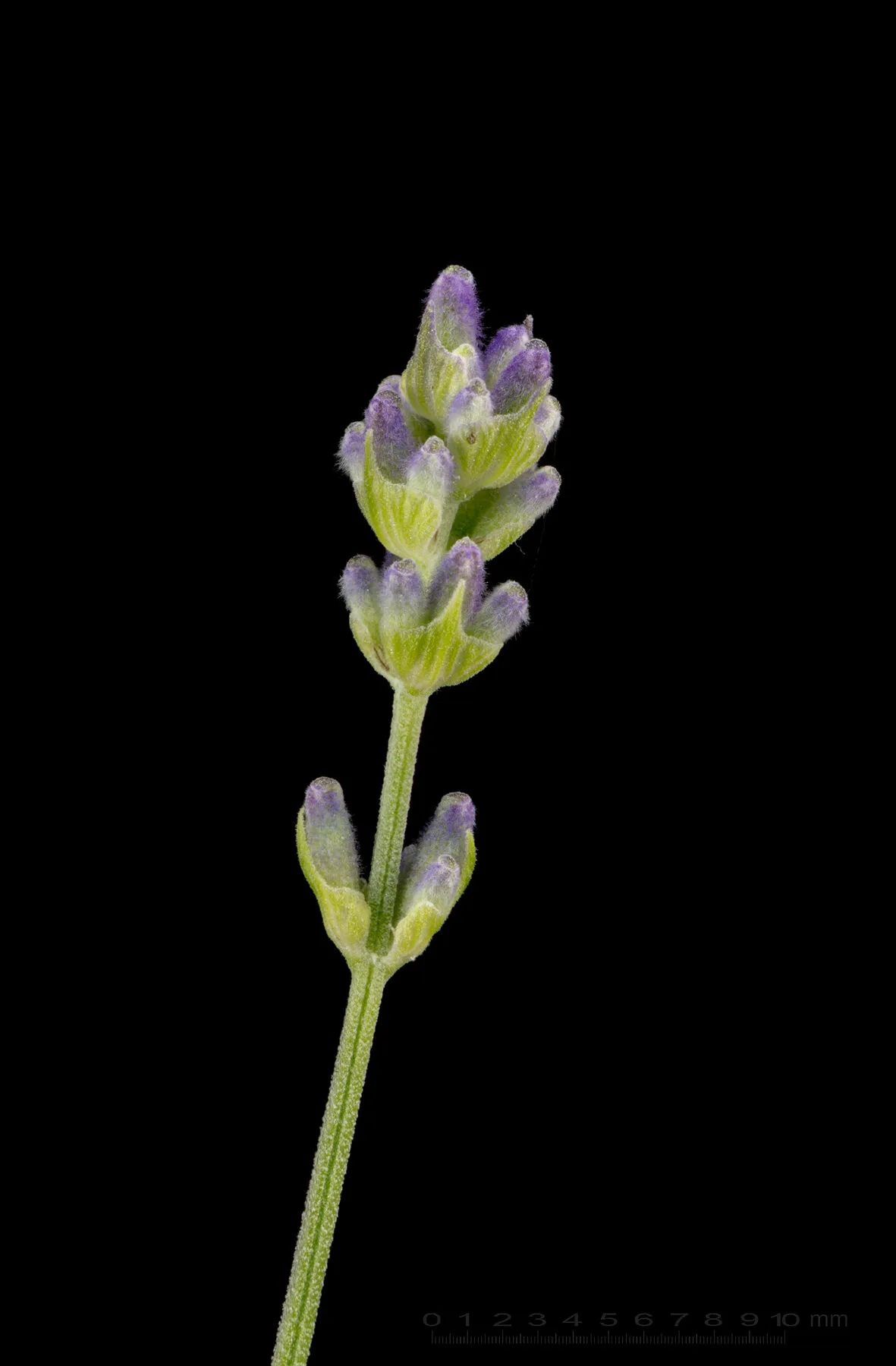 Einzelner Lavendelbusch mit vielen aufrechten violetten Blütenrispen
