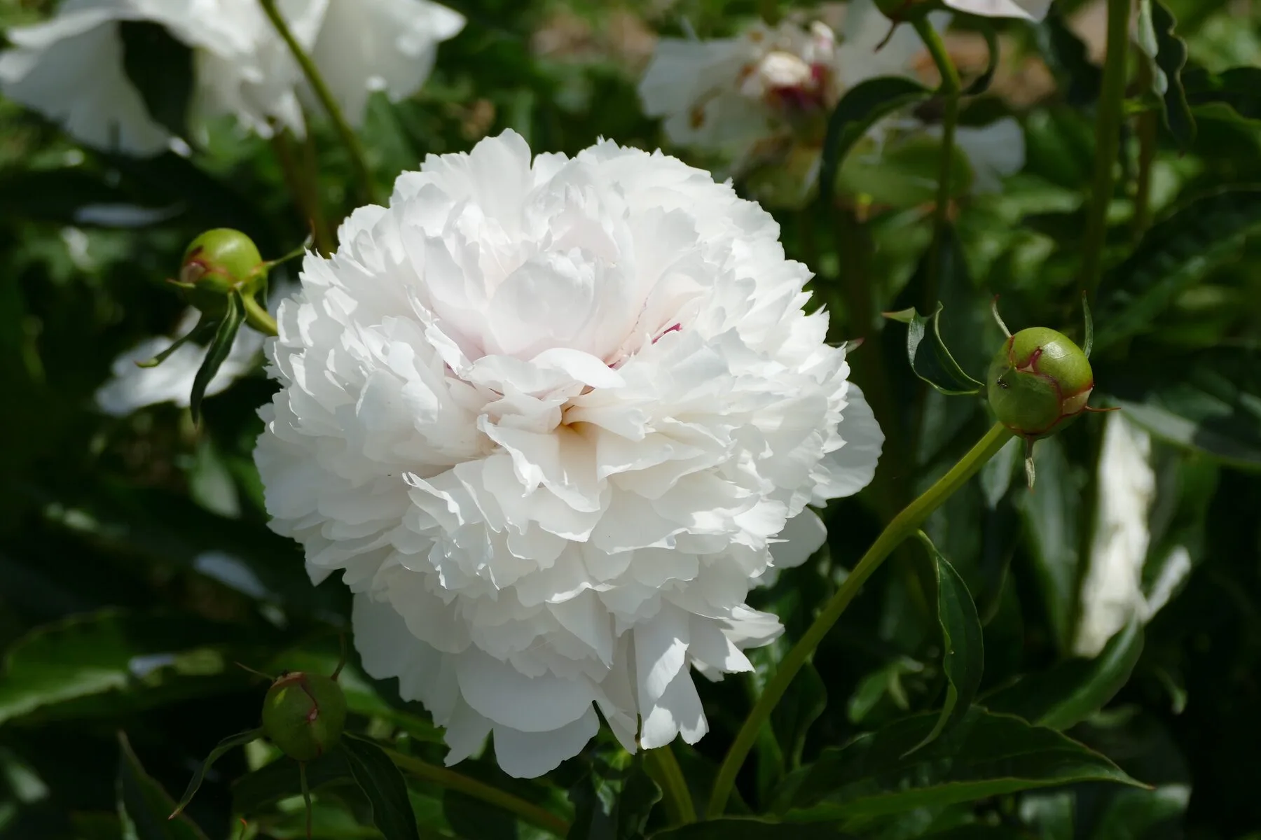 Üppig blühende Pfingstrose mit vielen rosa gefüllten Blüten im Beet