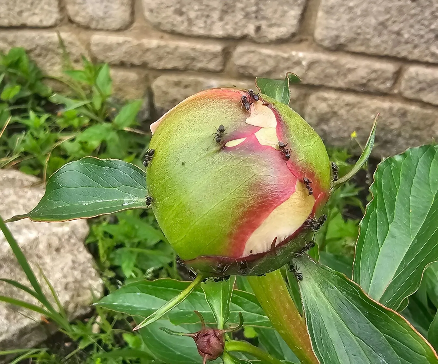 Ameisen krabbeln über eine noch geschlossene rosa Pfingstrosenknospe