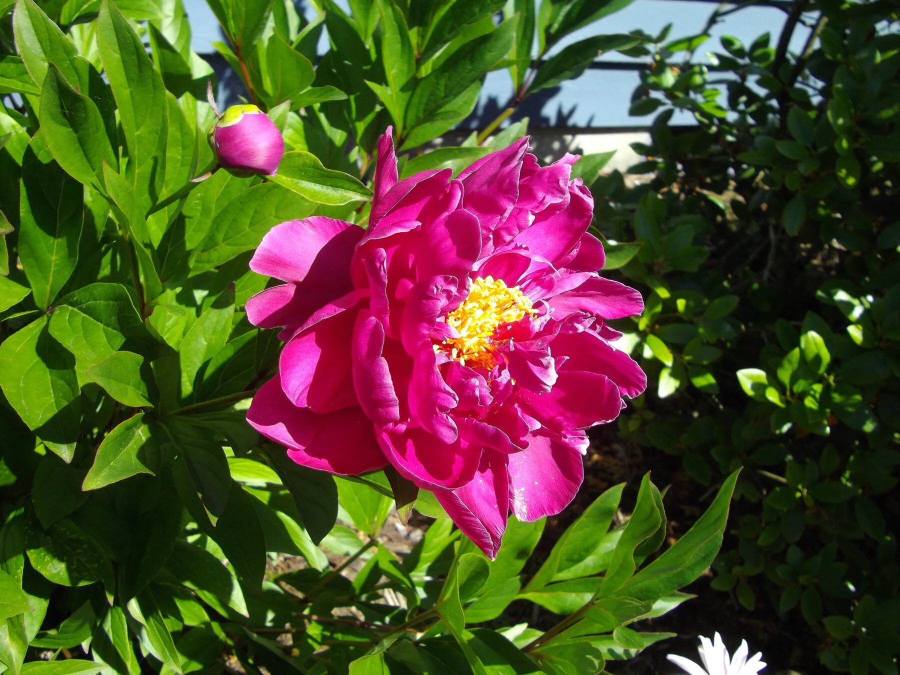 Einzelne leuchtend rote Pfingstrosenblüte mit gelben Staubgefäßen