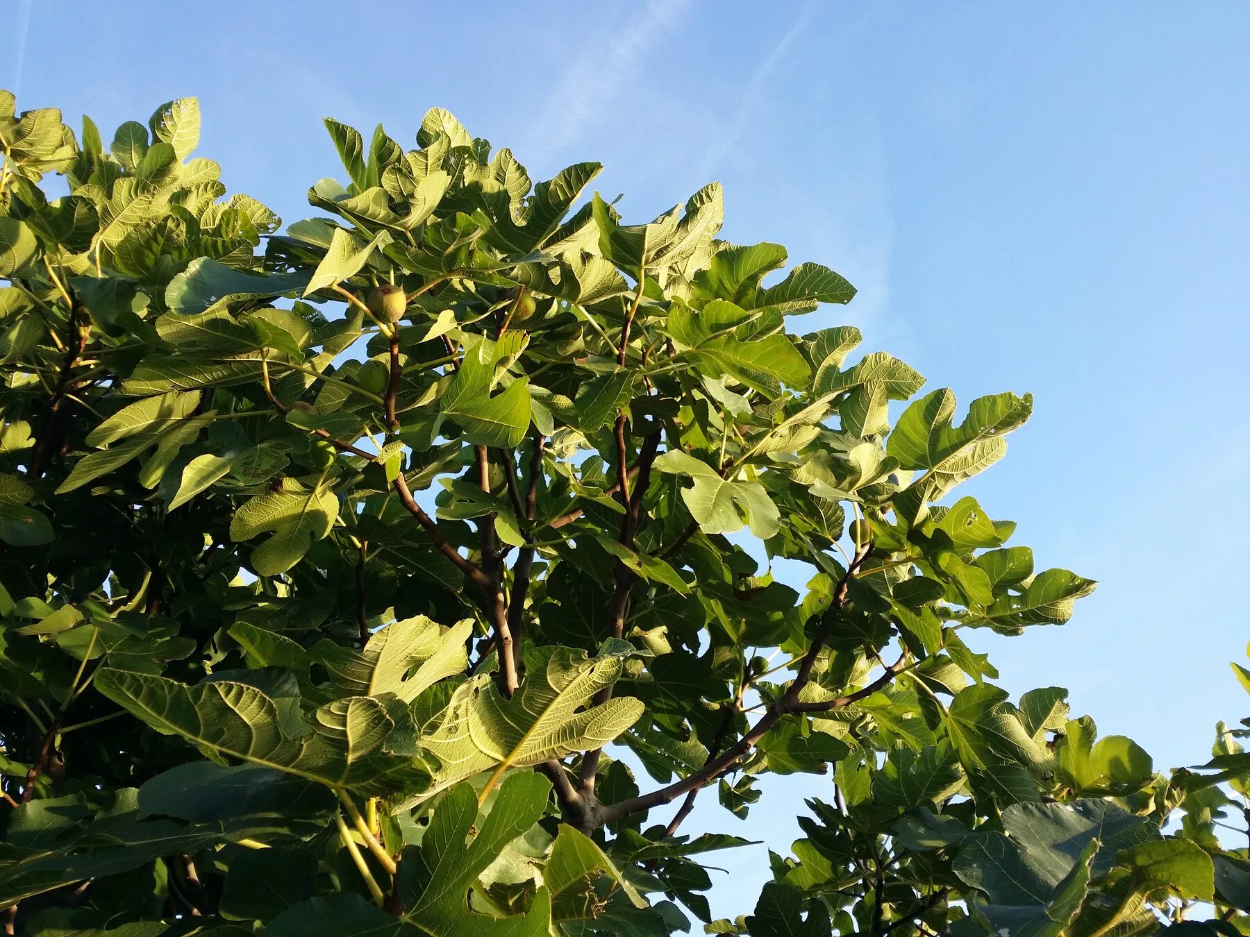 Verholzter Feigenzweig mit Knospen und Blattnarben im späten Winter