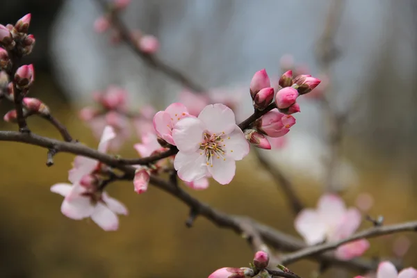Zweig eines Mandelbaums mit zartrosa geöffneten Blüten vor blauem Himmel
