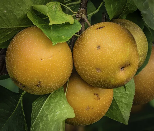 Runde, goldbraune Nashi-Früchte hängen reif am belaubten Ast eines Nashi-Baums.