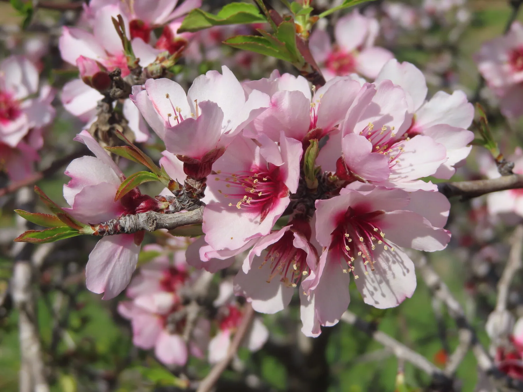 Nahaufnahme geöffneter Mandelblüten mit fünf blassrosa Blütenblättern und langen Staubgefäßen