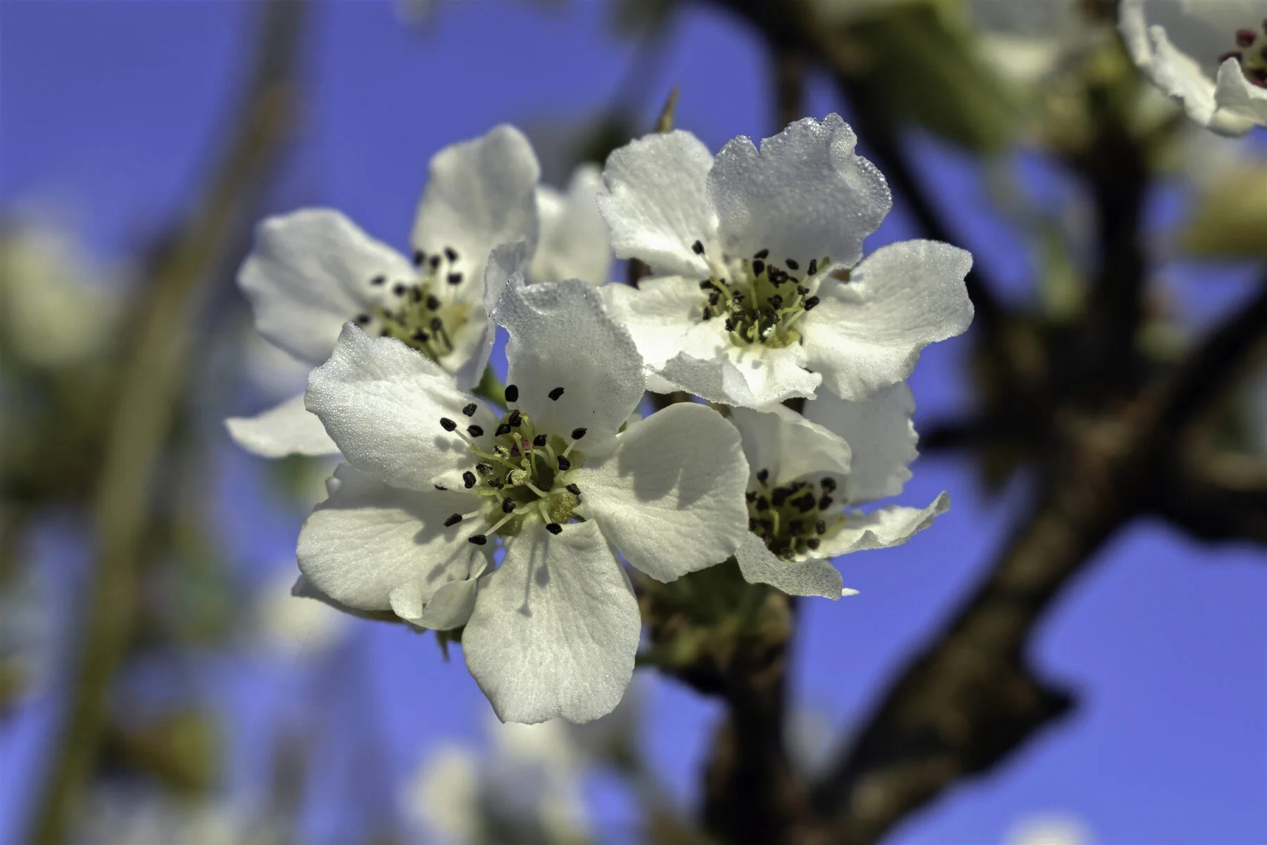 Weiße Nashi-Blüten in einer Doldentraube, umgeben von jungen grünen Blättern.