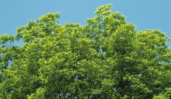 Ausladender Pekannussbaum mit breiter Krone auf einer Wiese