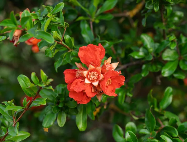 Leuchtend orangerote Granatapfelblüten mit gekräuselten Blütenblättern an einem Zweig