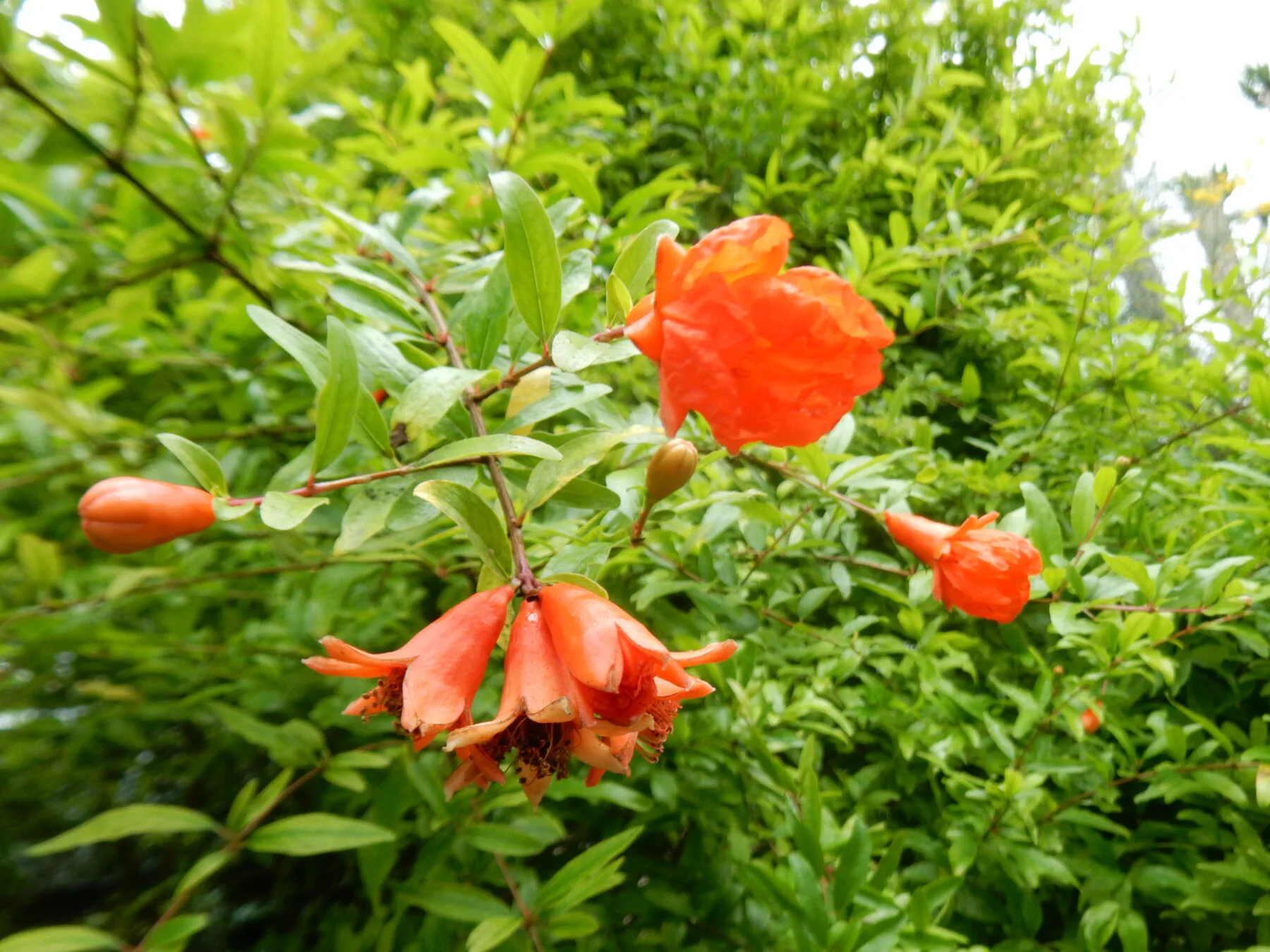 Kompakter Zwerg-Granatapfel Nana mit vielen orangeroten Blüten in einem Kübel