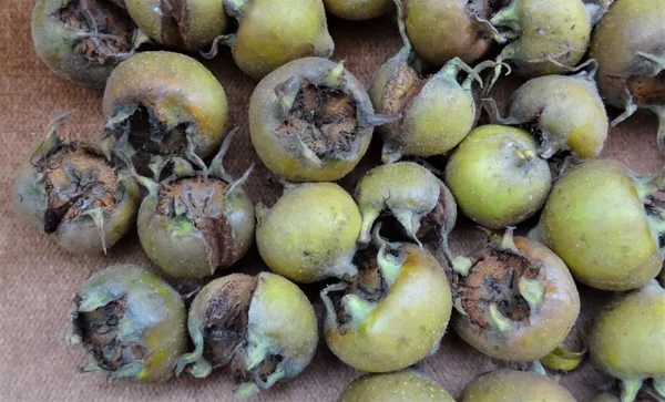 Geerntete Mispelfrüchte mit weit geöffnetem Kelch, dicht nebeneinander auf einem Tuch