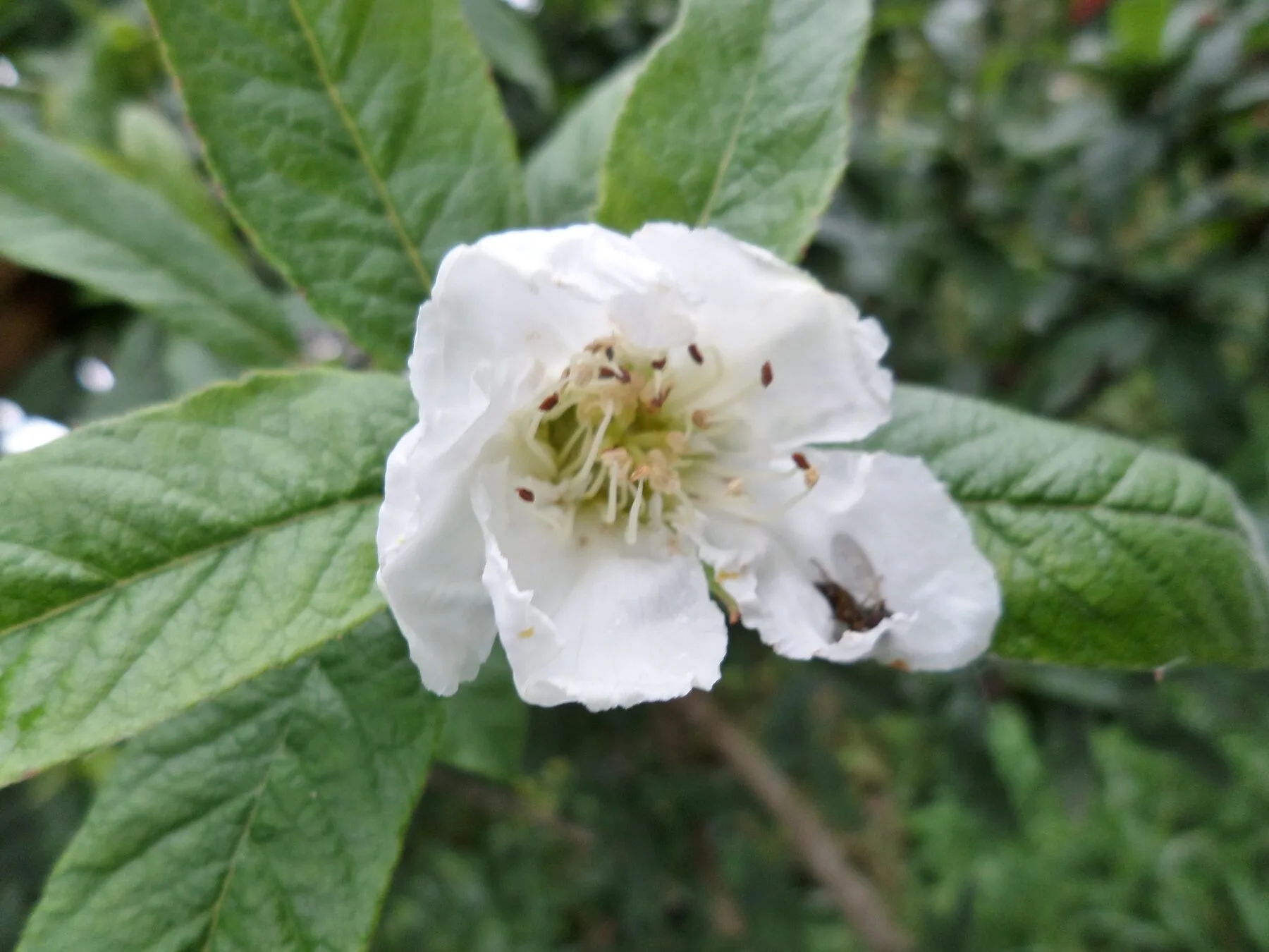 Einzelne weiße Mispelblüte mit gelbgrüner Mitte zwischen großen ledrigen Blättern