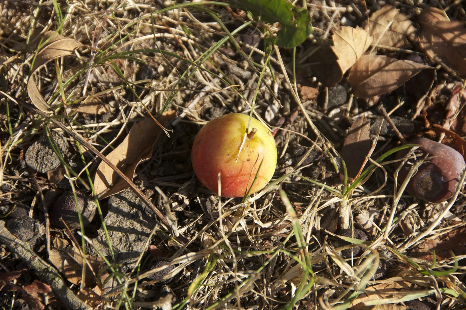 Kleine birnenförmige, gelbbraun bis rötlich gefärbte Früchte des Speierlings am Zweig