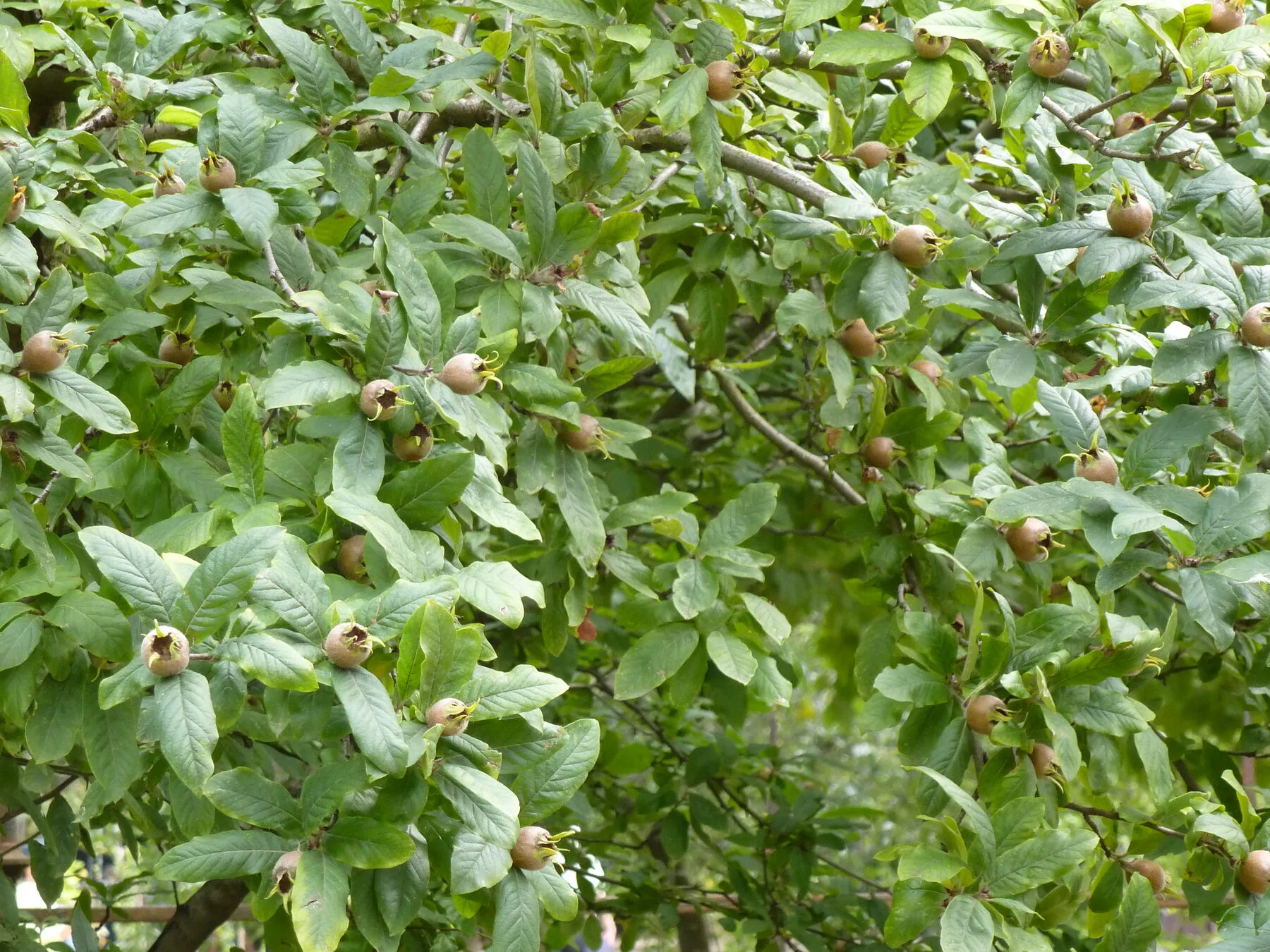 Mispelbaum mit dichtem Laub und vielen kleinen braunen Früchten an den Zweigen