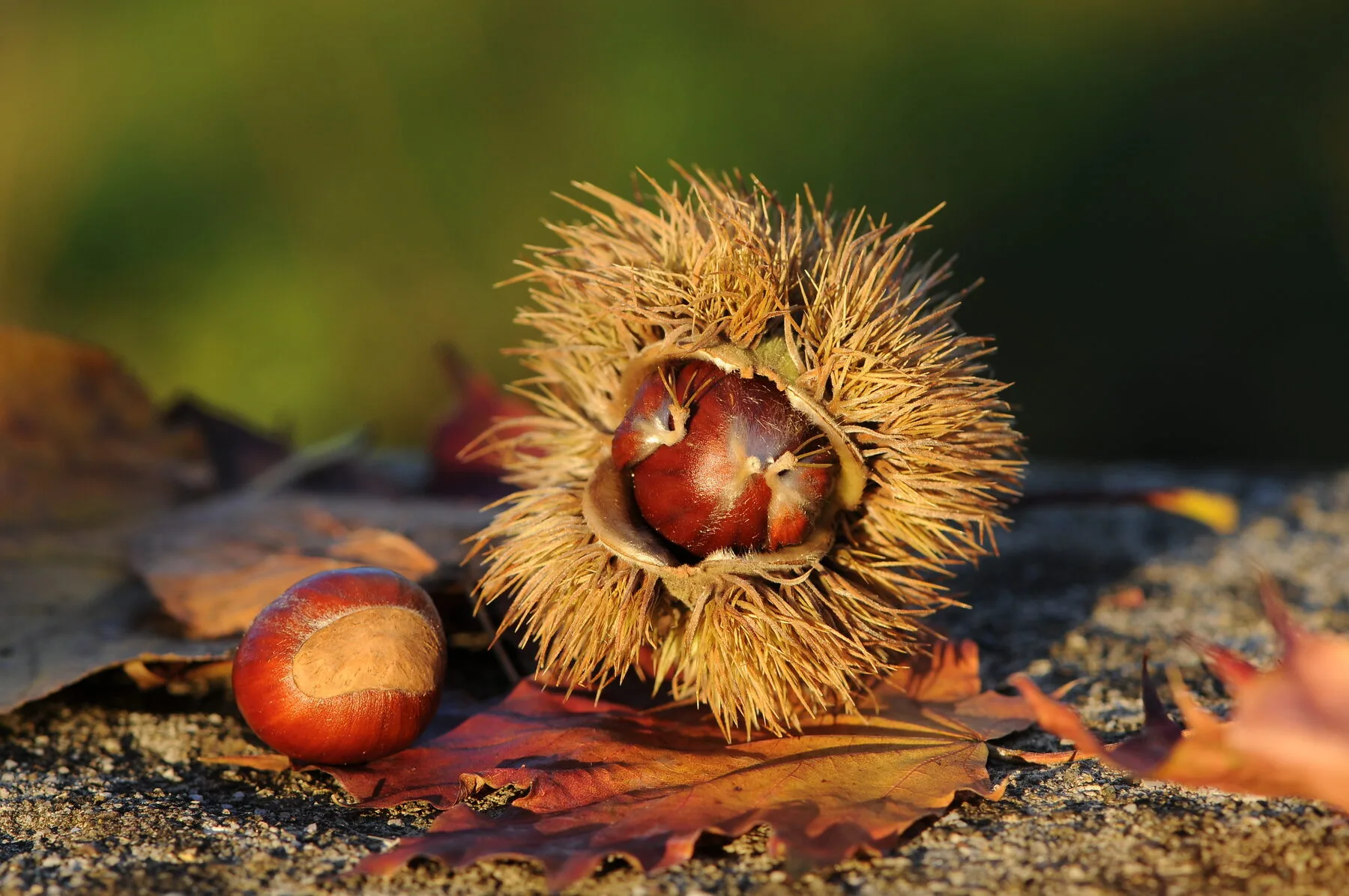 Aufgeplatzte stachelige Fruchthülle einer Esskastanie mit glänzend braunen Maronen im Herbstlaub