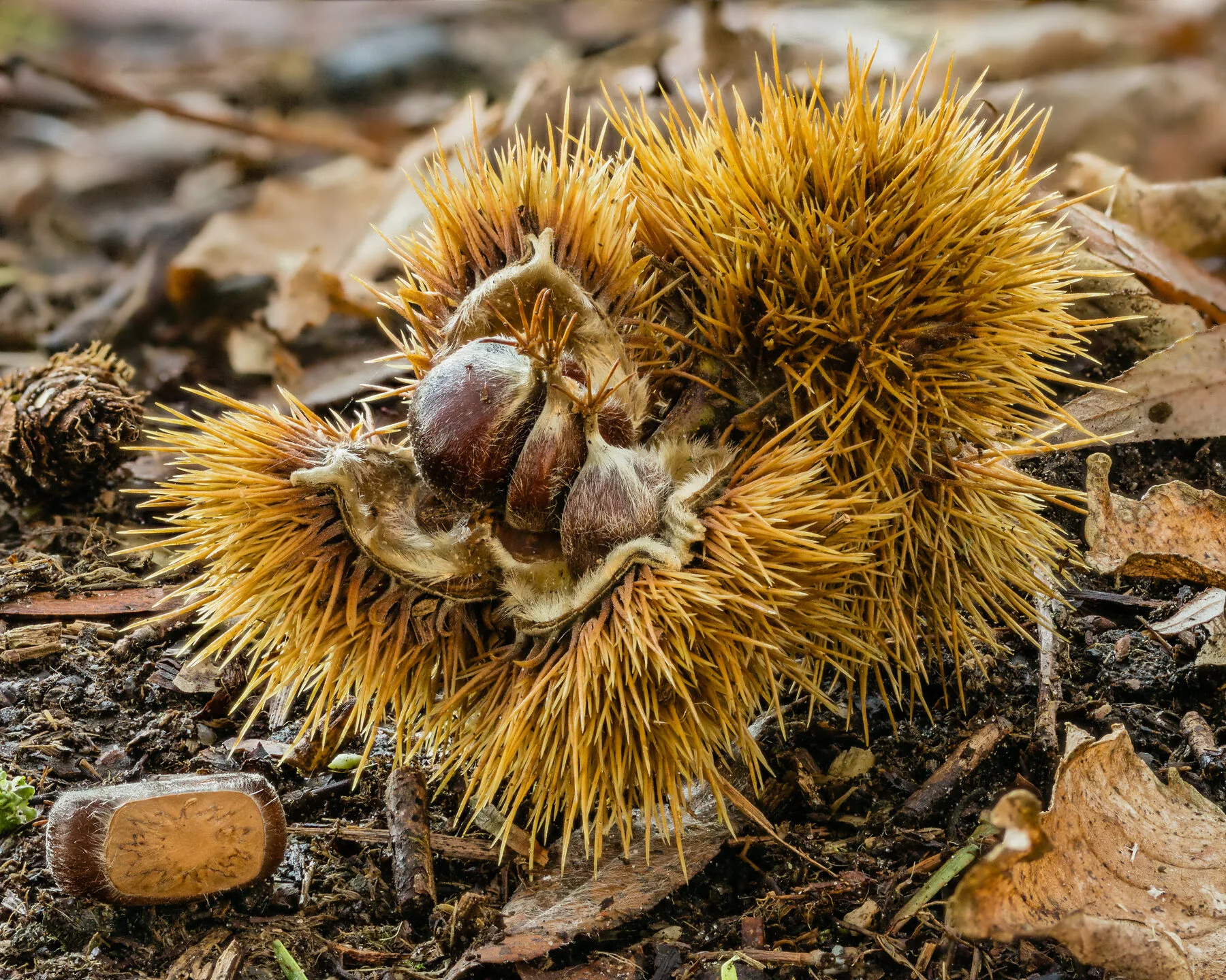 Auf den Waldboden gefallene, geöffnete Igelhülle einer Esskastanie mit reifen Maronen darin