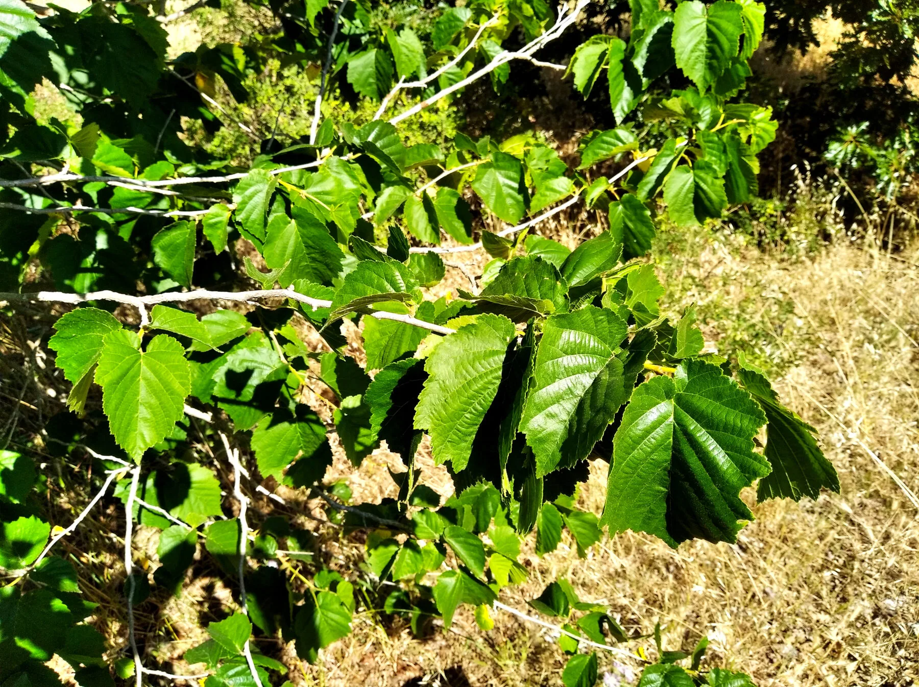 Leafy branch of a Turkish hazel with doubly serrated, heart-shaped leaves in sunlight
