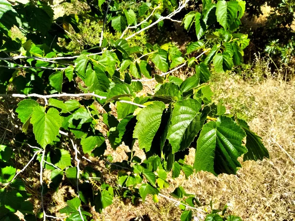 Belaubter Zweig der Baumhasel mit doppelt gesägten, herzförmigen Blättern im Sonnenlicht