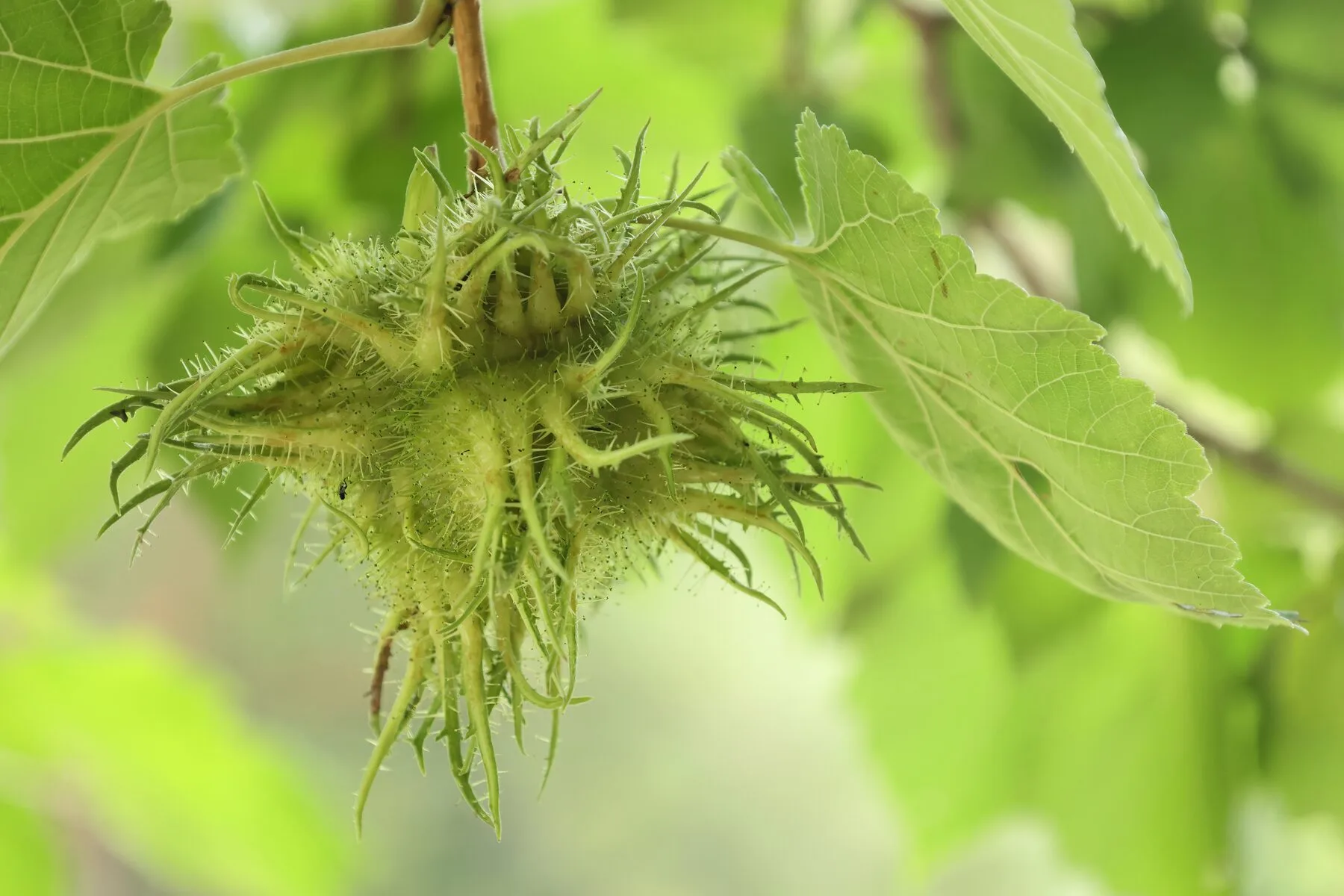 Grüne, stachelig-fransige Fruchthülle der Baumhasel mit den eingebetteten Nüssen am Zweig