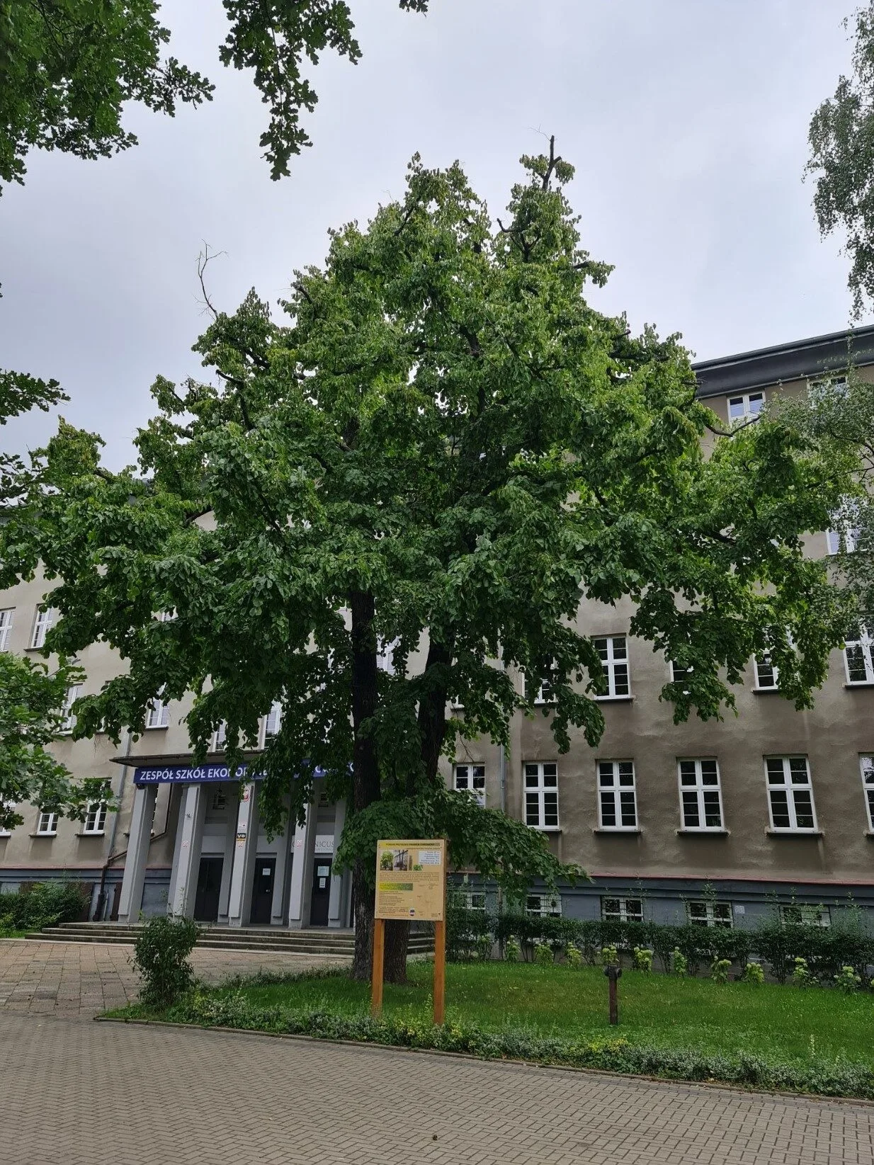 Ausgewachsene Baumhasel mit dichter, kegelförmiger Krone vor einem Gebäude an einem Platz