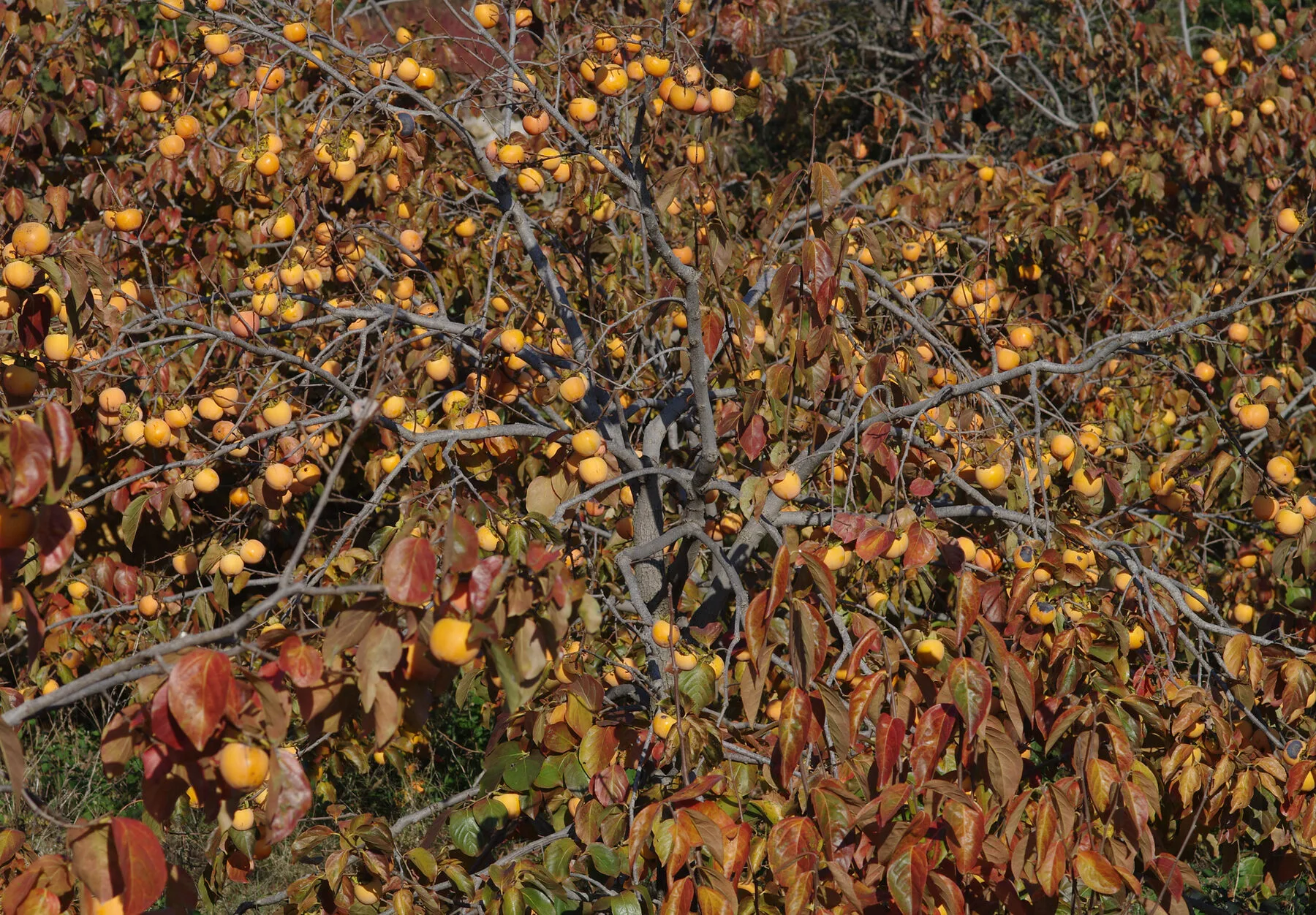 Kakibaum mit vielen orangefarbenen Früchten an noch belaubten Zweigen im Herbst