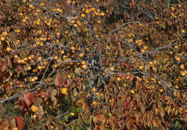 Kakibaum mit vielen orangefarbenen Früchten an noch belaubten Zweigen im Herbst
