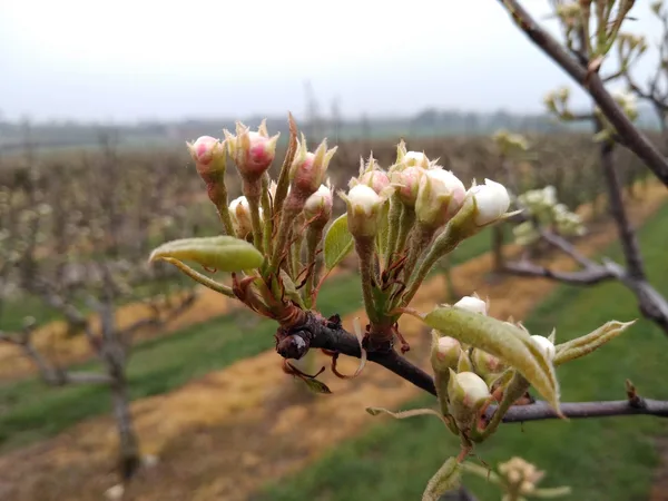 Reich blühender Apfelbaum mit weißen Blüten in einer Streuobstwiese