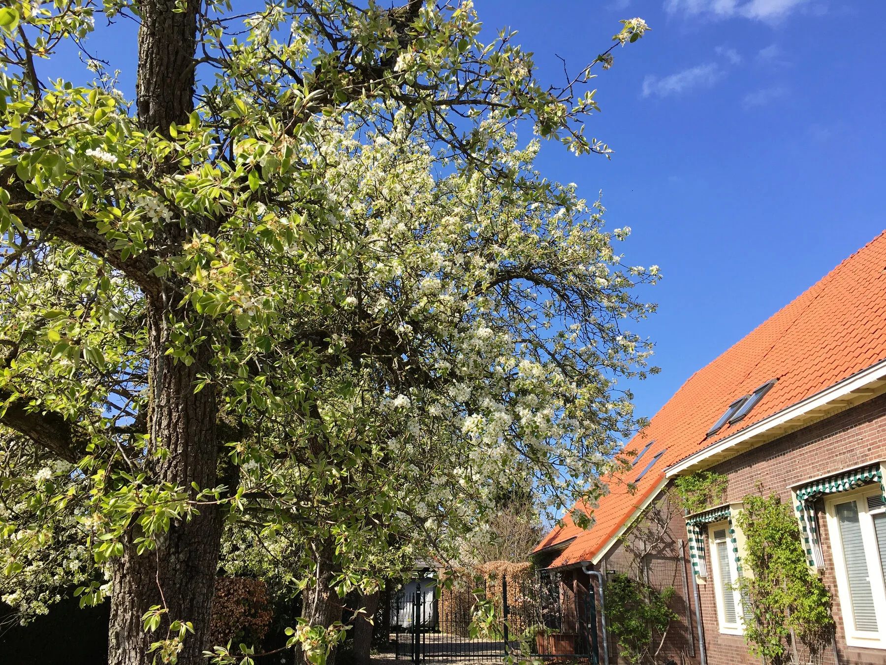 Blühender Birnbaum, dicht besetzt mit weißen Blüten