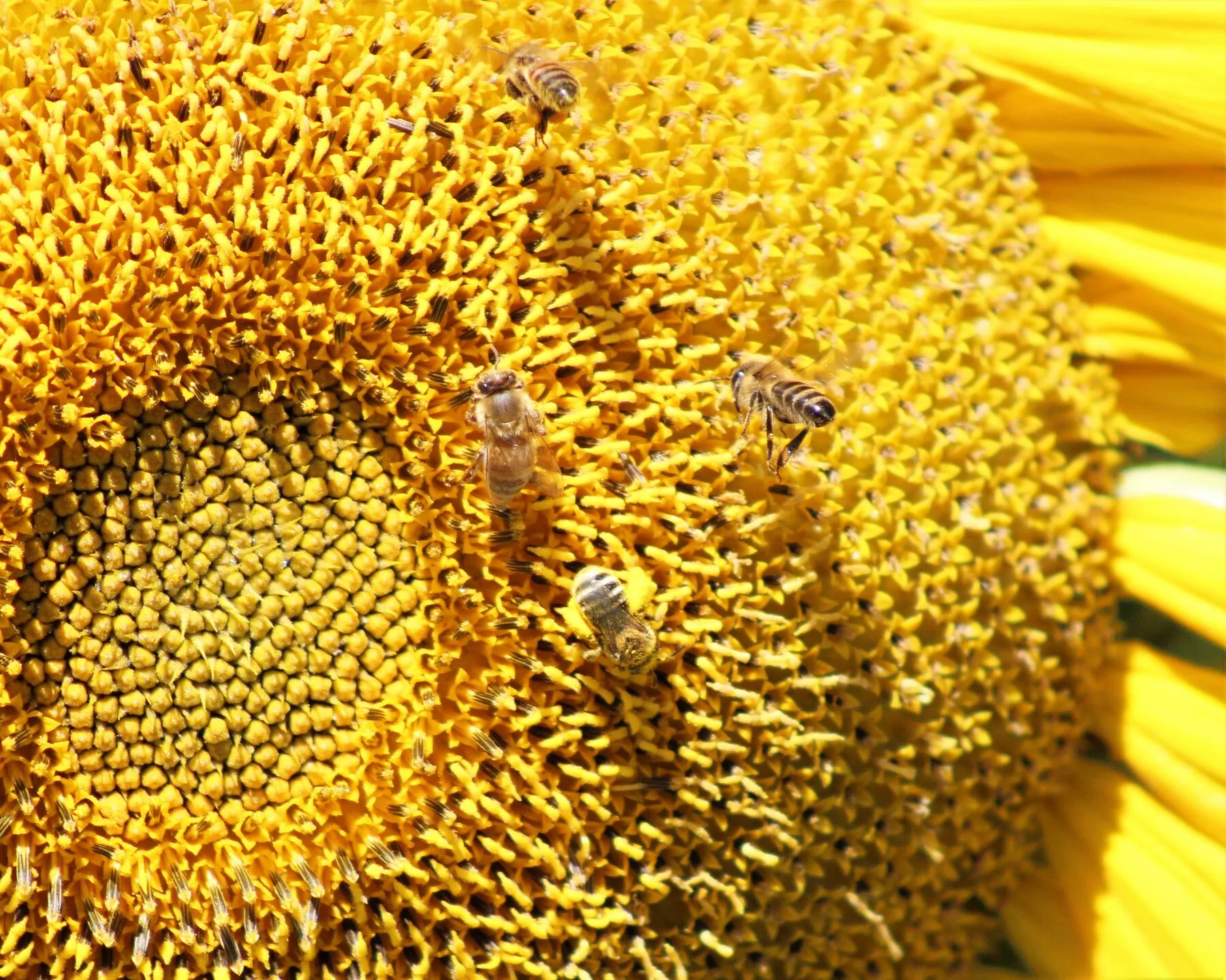 Honigbiene über und über mit Pollen bedeckt auf einer Blüte