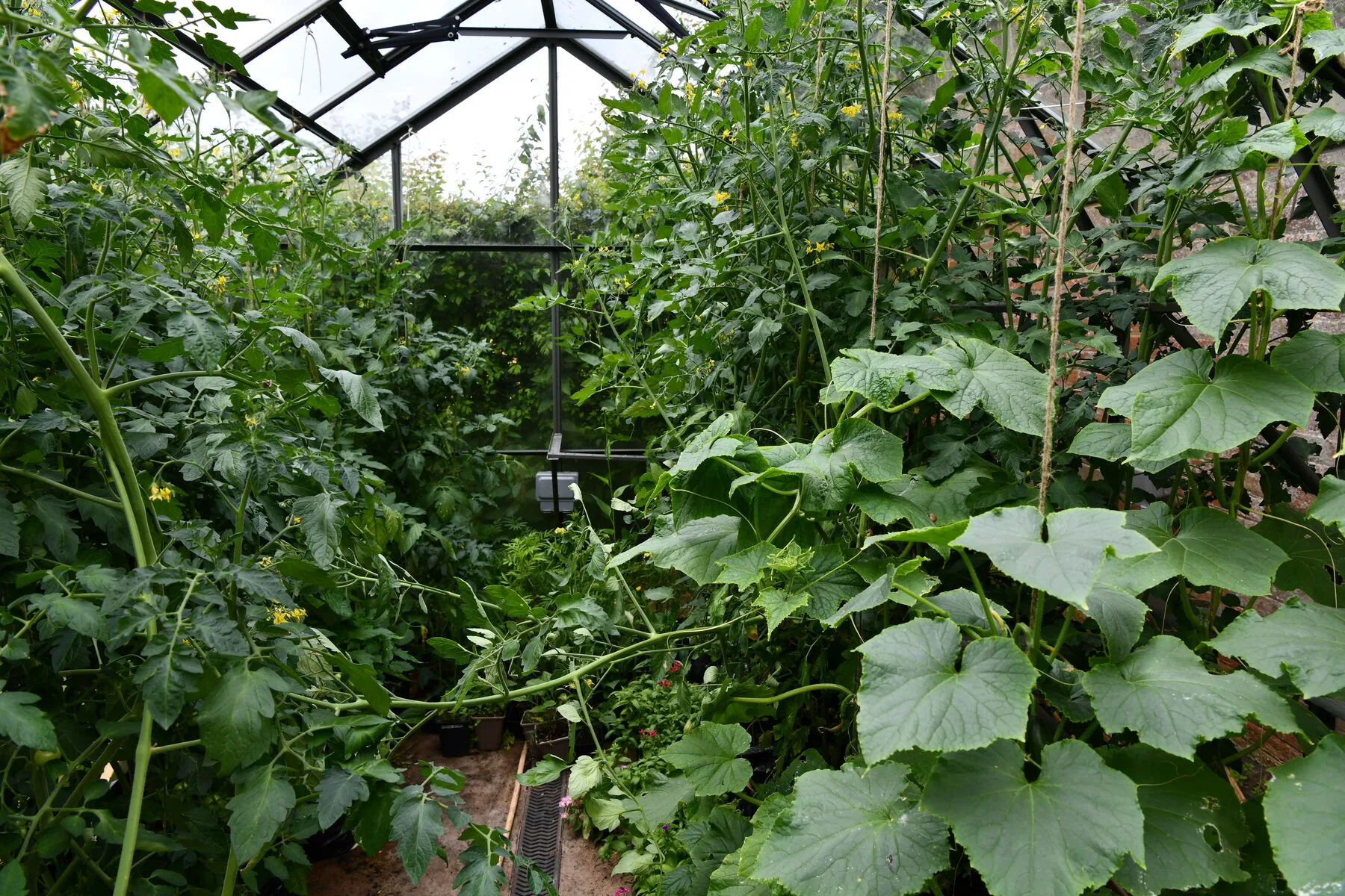 Kräftig wachsende Tomatenpflanzen im Gewächshaus, an Schnüren hochgeleitet