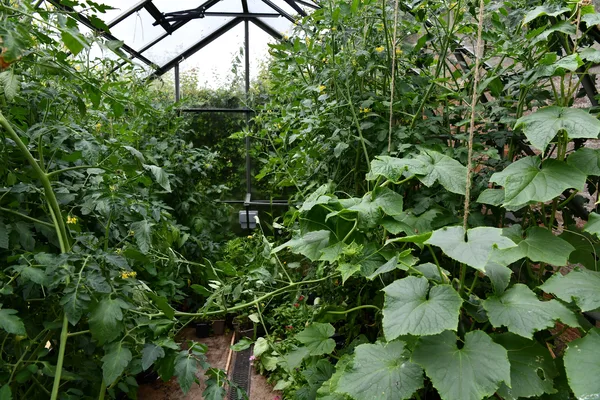 Kräftig wachsende Tomatenpflanzen im Gewächshaus, an Schnüren hochgeleitet