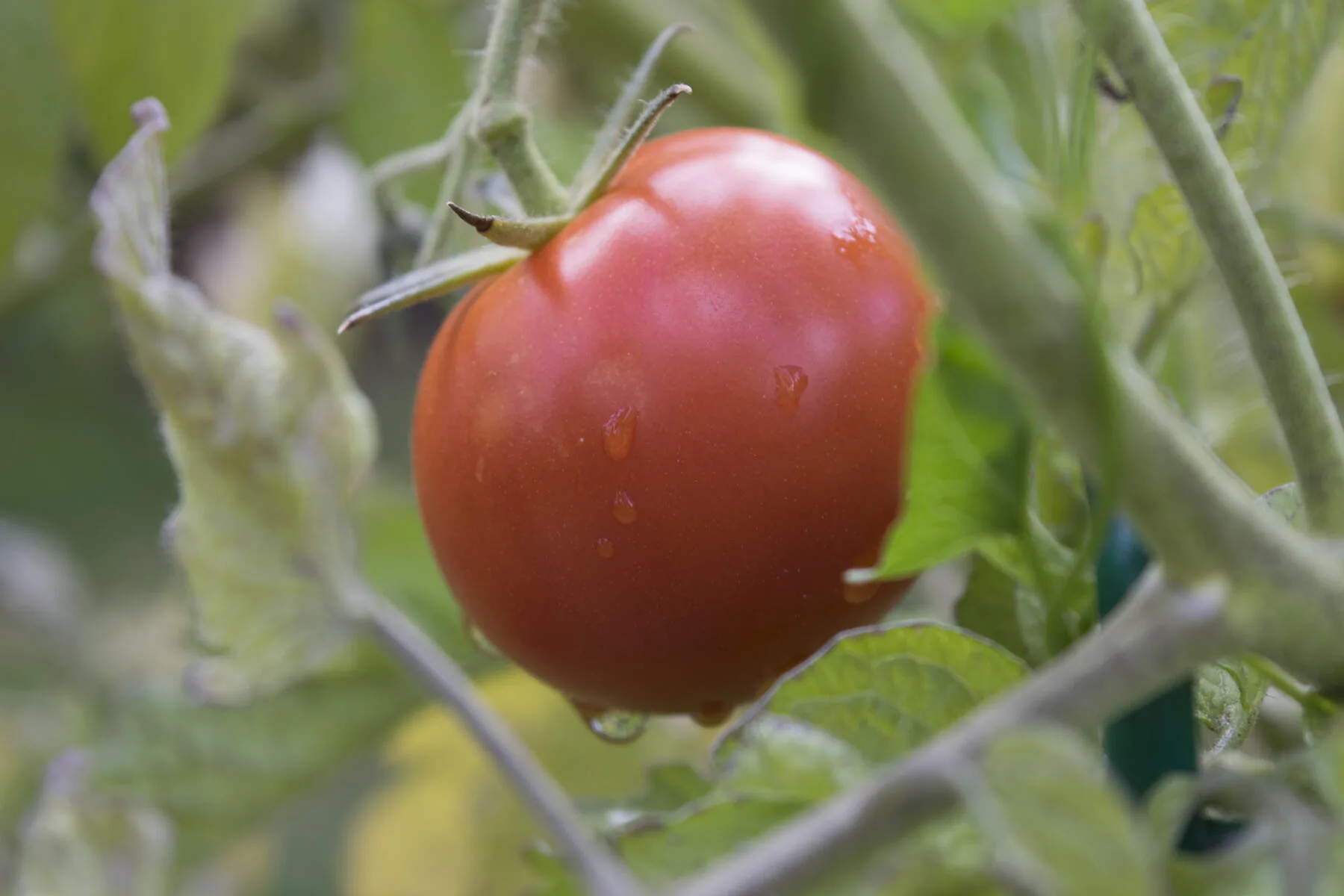 Reife rote Tomaten an einer kräftigen Rispe