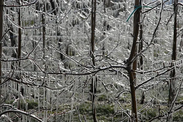 Obstbäume in einer Plantage, deren blühende Zweige über Nacht mit einer glasklaren Eisschicht überzogen wurden