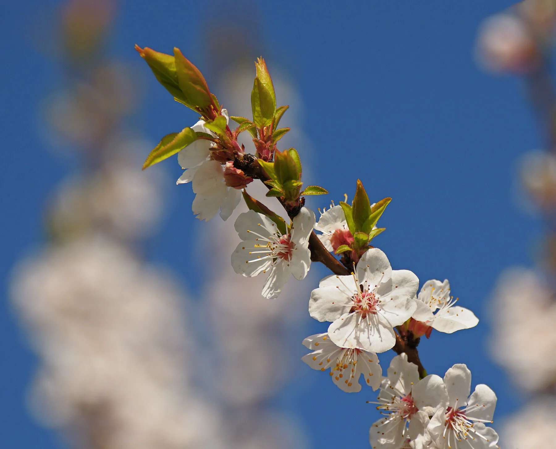 Voll aufgeblühter Aprikosenzweig mit vielen weißrosa Blüten vor dem Laubaustrieb