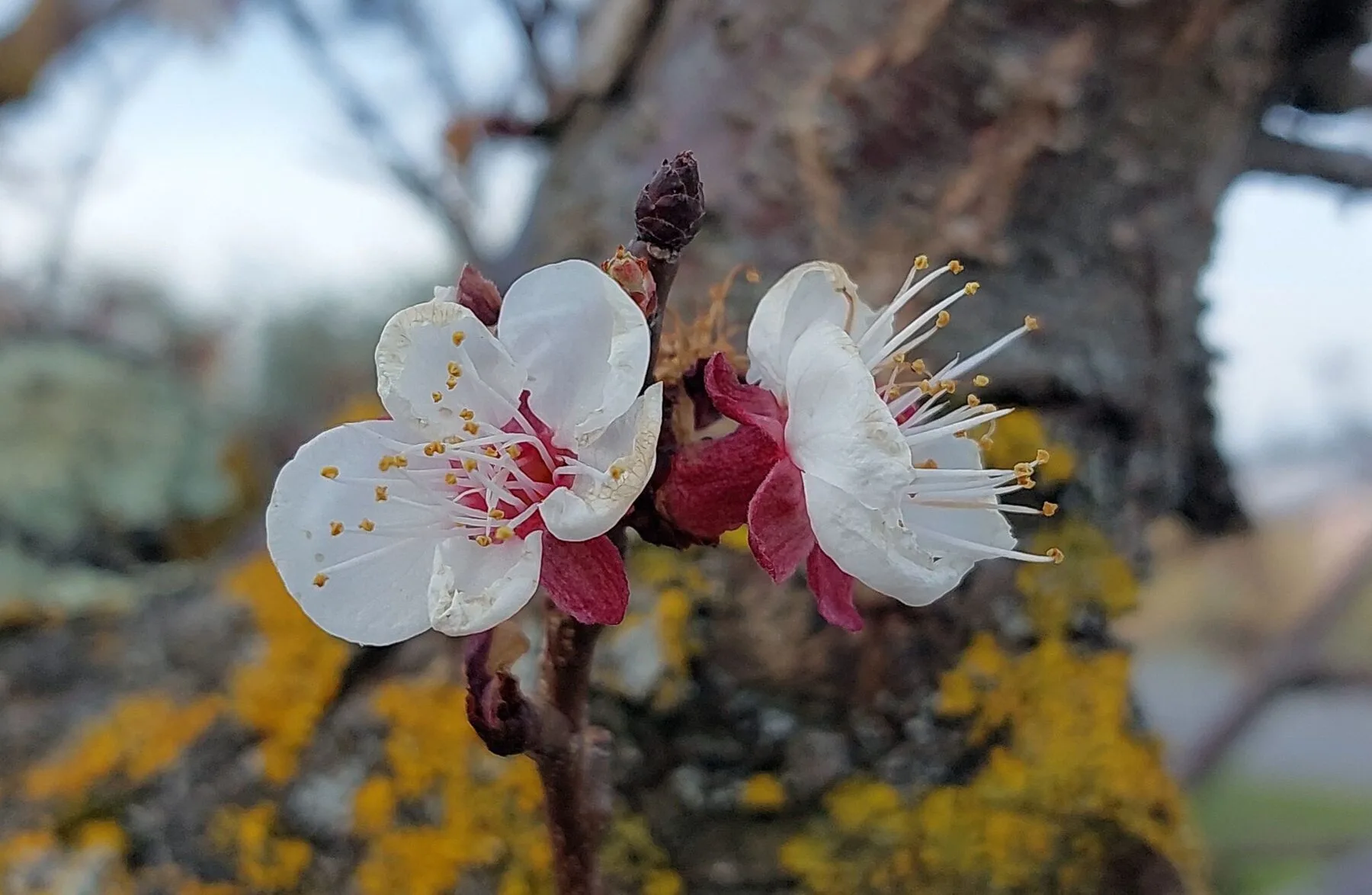 Einzelne Aprikosenblüte mit bräunlich verfärbten Blütenblatträndern, leicht durch Frost geschädigt