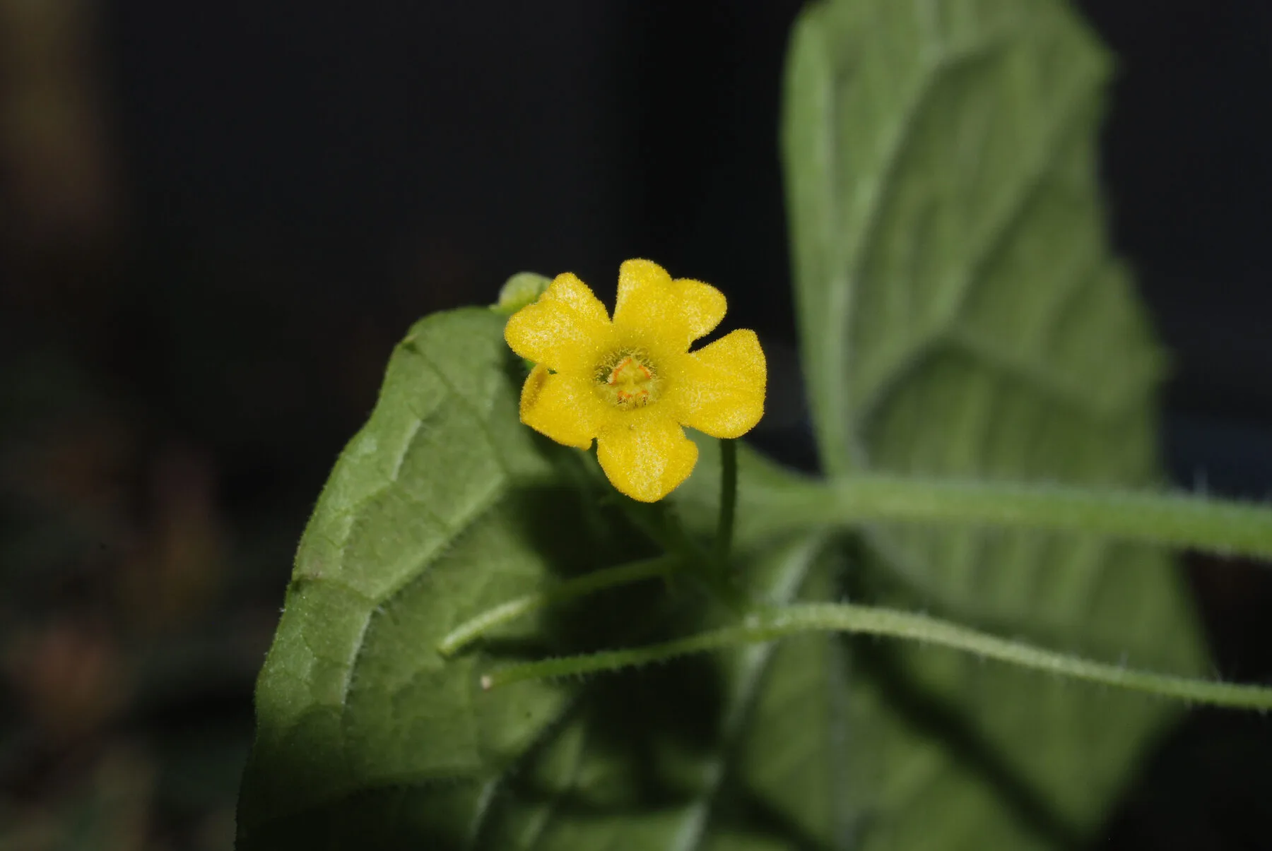 Mexikanische Minigurke rankt mit zarten Trieben und kleinen gelben Blüten an einem Gitter