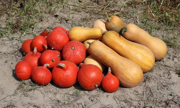 Frisch geerntete Hokkaido- und Butternut-Kürbisse liegen nebeneinander auf dem abgeernteten Beet in der Herbstsonne.