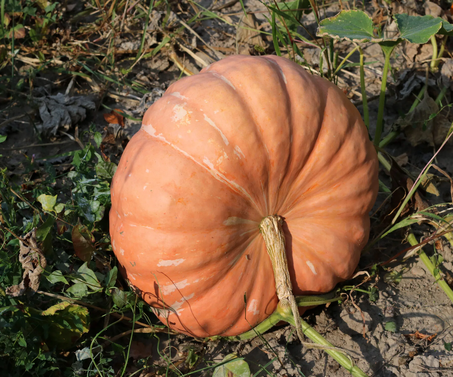 Ein reifer Kürbis mit korkigem, verholztem Stielansatz liegt noch an der abgestorbenen Ranke im Beet.